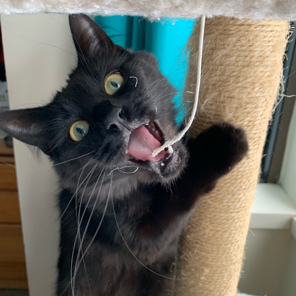 Meet your Posher, Jade